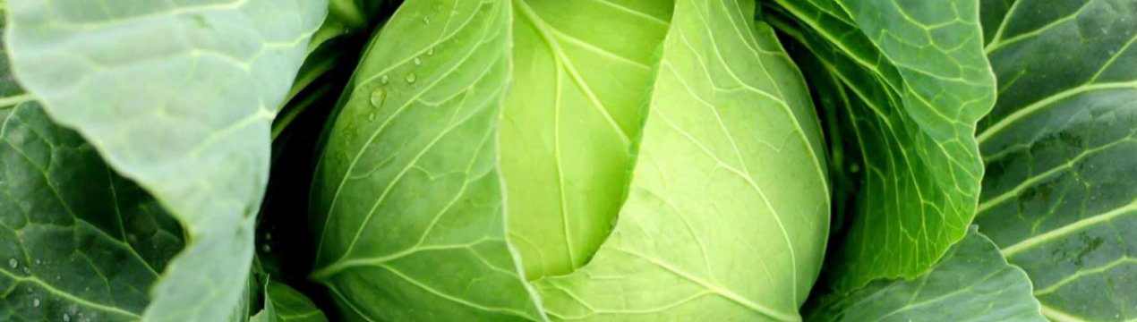 У цьому році в Україні можливе масове розвиток капустяної совки