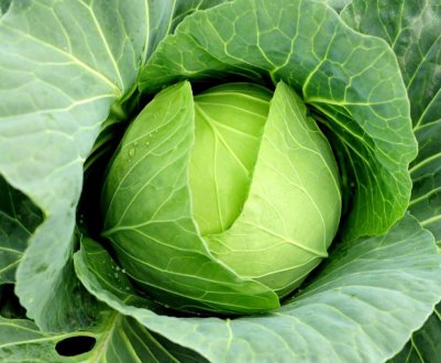 У цьому році в Україні можливе масове розвиток капустяної совки