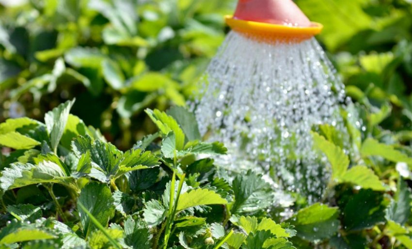 Ручний полив