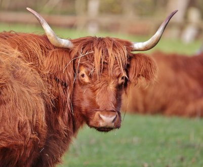 Ірландський фермер, який купив безплідного бика, отримав майже 16 000 євро