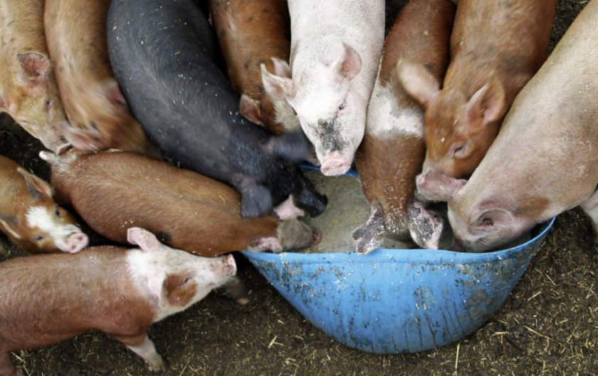 Питание свиней