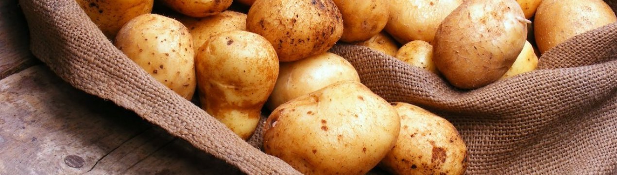 Картофель Латона Фото