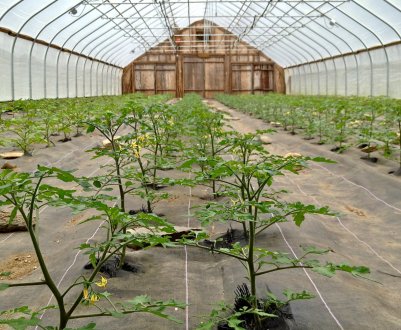 Одночасне розміщення культур в теплиці