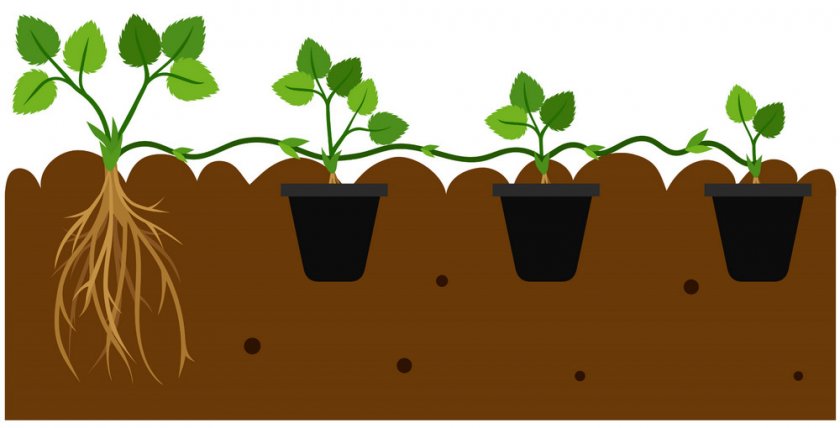 Как выращивать клубнику по голландской технологии?