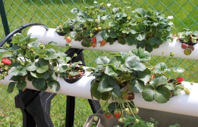 Как выращивать клубнику по голландской технологии?