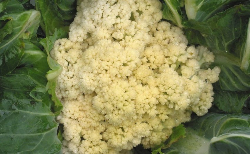 Переспіла цвітна капуста