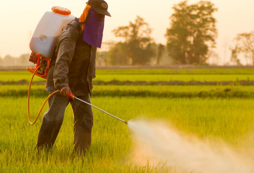 Каліфорнія хоче заборонити пестициди містять хлорпірифос Каліфорнія хоче заборонити пестициди містять хлорпірифос