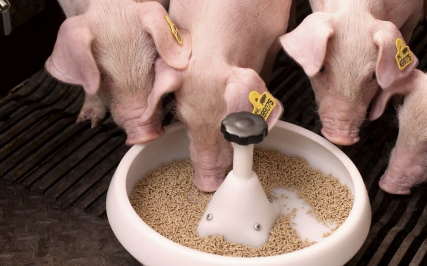 Питание свиней комбикормом