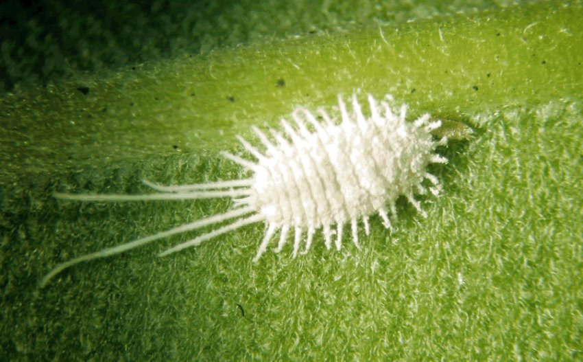 Борошнистий червець