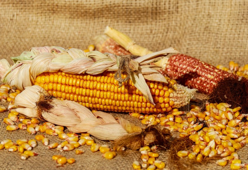 Ярий сівши в Росії виконано на 36 відсотків