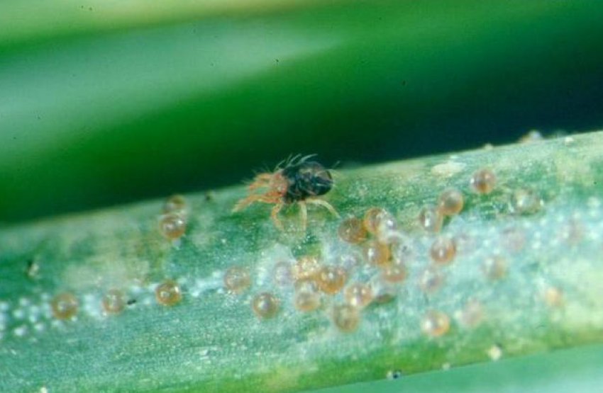 Павутинний кліщ