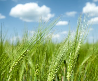 Волинська фітосанітарна лабораторія придбала нове обладнання і розширила виробництво ЗЗР