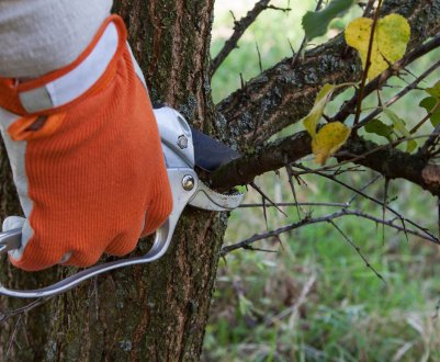 Як і коли робити обрізку абрикоса?