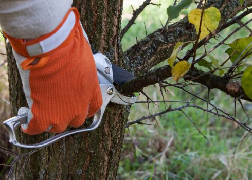 Як і коли робити обрізку абрикоса?