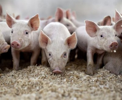 Комбікорм для свиней: види, приготування своїми руками, особливості годівлі