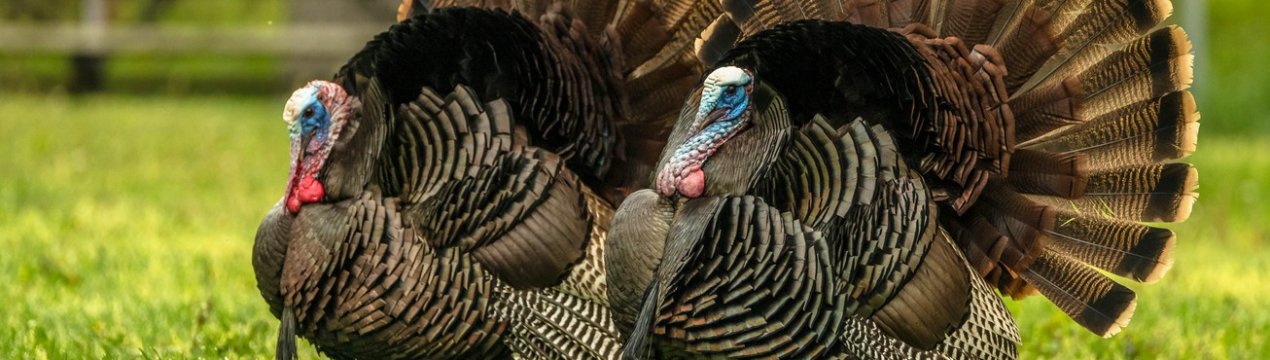 Всеукраїнським лідером з вирощування індиків стала Чернівецька область
