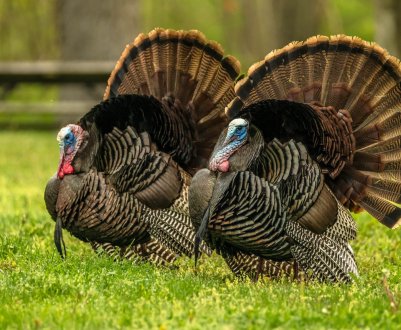 Всеукраїнським лідером з вирощування індиків стала Чернівецька область 