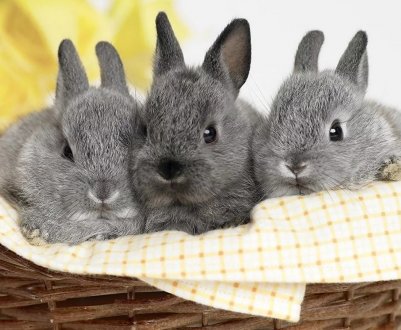 Ленінградські м'ясники почнуть поставляти на ринок ще більше кролятини