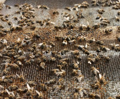 Препарат «КАС-81» для бджіл: рецепт