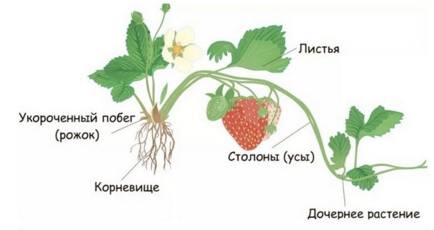 С чего начать при посадке клубники. 76017.prajao.850. С чего начать при посадке клубники фото. С чего начать при посадке клубники-76017.prajao.850. картинка С чего начать при посадке клубники. картинка 76017.prajao.850. Добавить в избранное