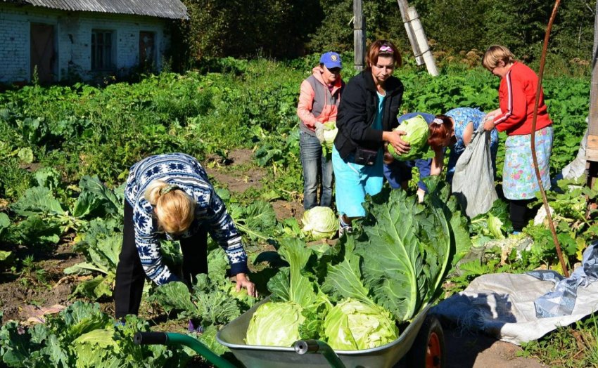 Прибирання капусти