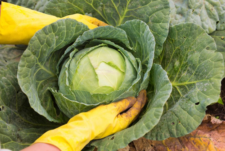 Прибирання капусти з городу