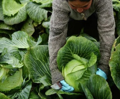 Коли прибирають з городу капусту на зиму в Підмосков'ї?