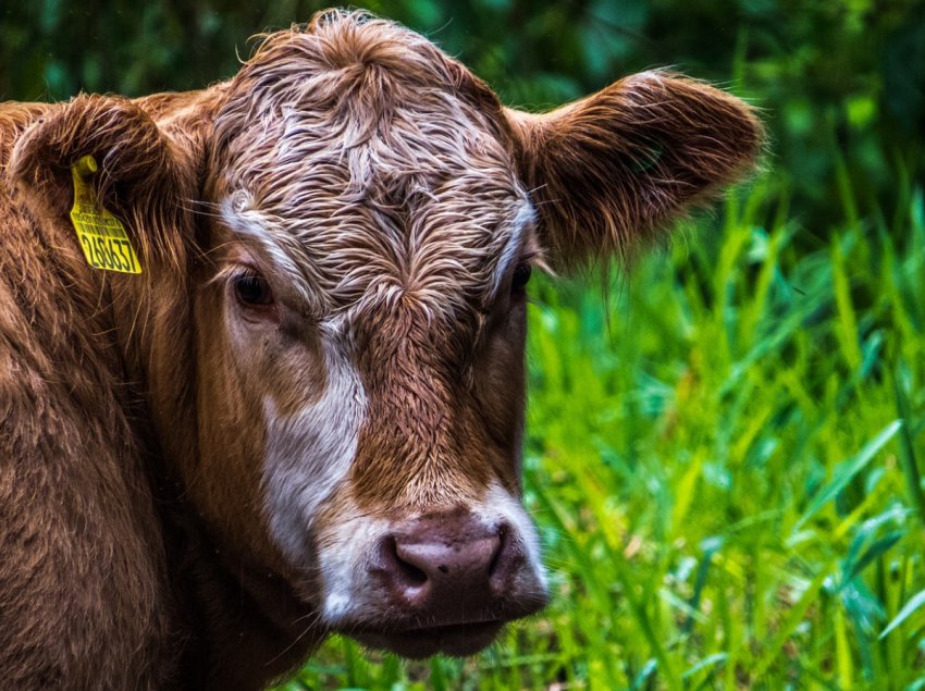 У В'єтнамі приступили до зведення великої тваринницької ферми У В'єтнамі приступили до зведення великої тваринницької ферми