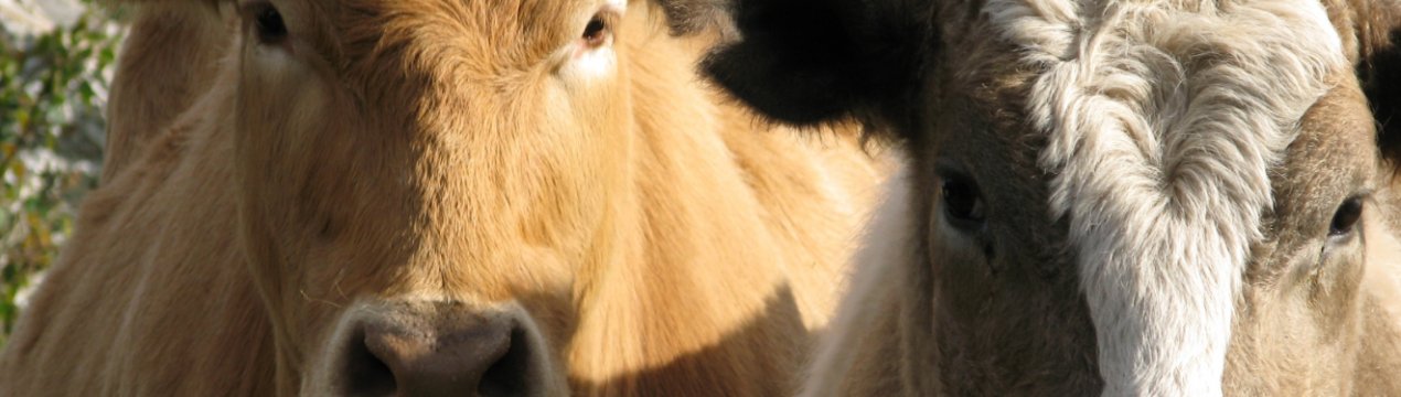 У В'єтнамі приступили до зведення великої тваринницької ферми