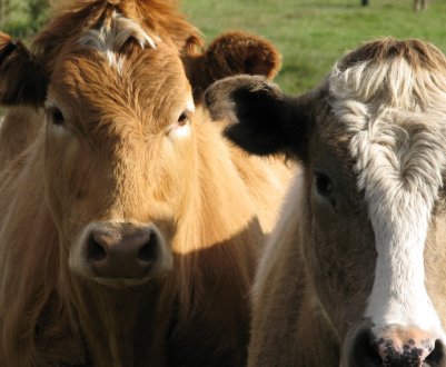 У В'єтнамі приступили до зведення великої тваринницької ферми