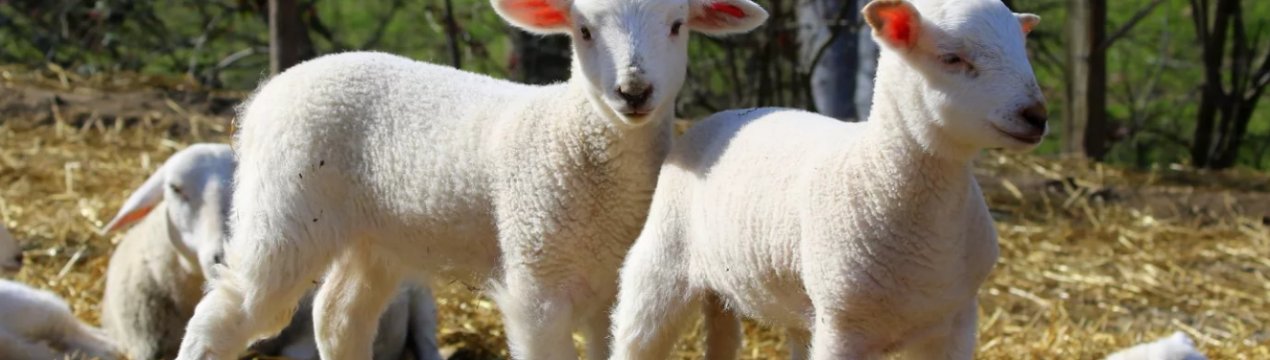 У Великобританії незабаром стартує маркетингова компанія, спрямована на підтримку вівчарства