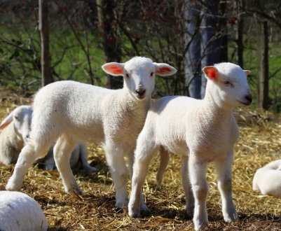 У Великобританії незабаром стартує маркетингова компанія, спрямована на підтримку вівчарства