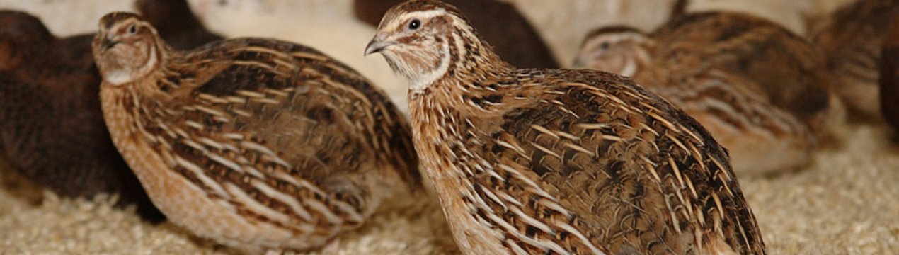 Чим годувати і як утримувати перепелів у домашніх умовах