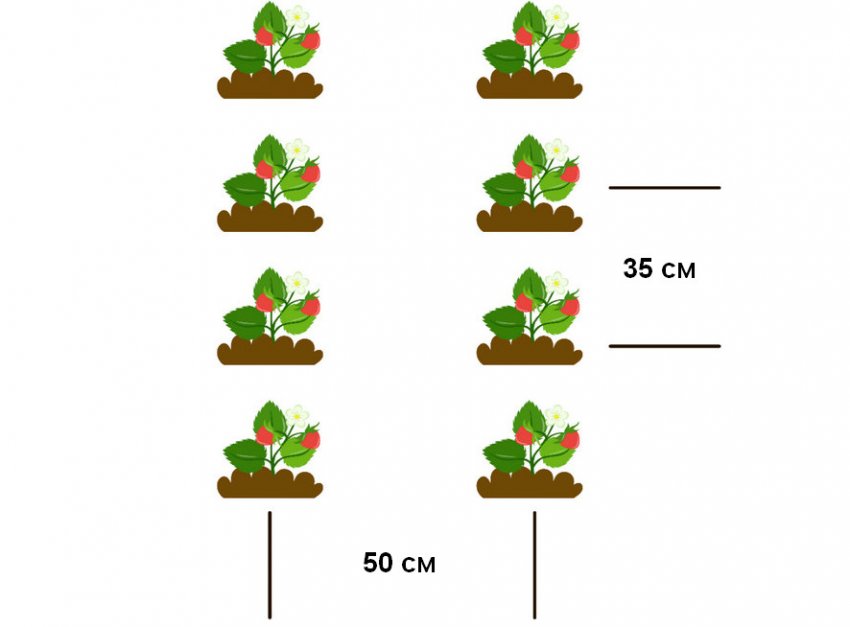 Расстояние посадок. Схема посадки ремонантной земляки. Схема посадки саженцев клубники. Схема посадки клубники на грядке 1 метр. Клубника схема посадки двухстрочная.