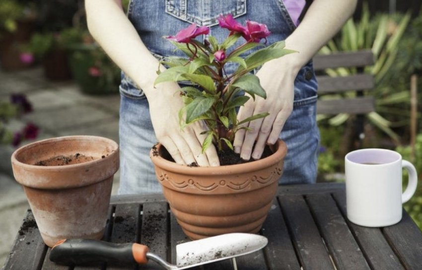 Пересадка рослин Пересадка рослин