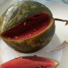 Арбуз квашеный кусочками