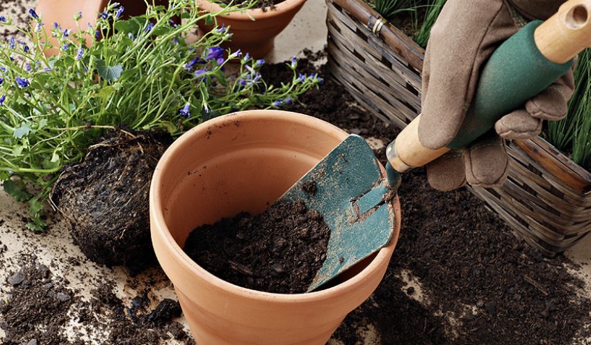 Пересадка рослин Пересадка рослин