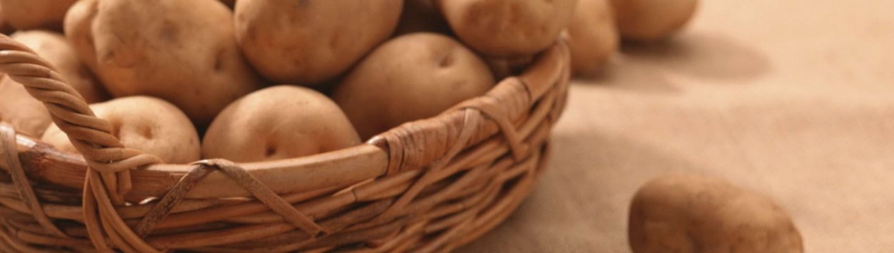 У Сибіру голландці та іспанці готують до запуску картопляний звод