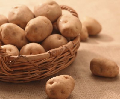 У Сибіру голландці та іспанці готують до запуску картопляний звод