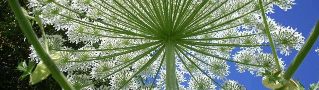 Подольськ атакує борщівник Сосновського з повітря