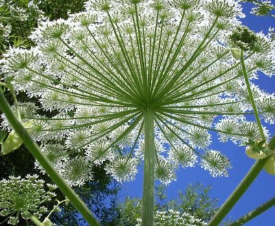 Подольськ атакує борщівник Сосновського з повітря