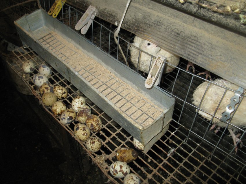 Харчування переполов в домашніх умовах