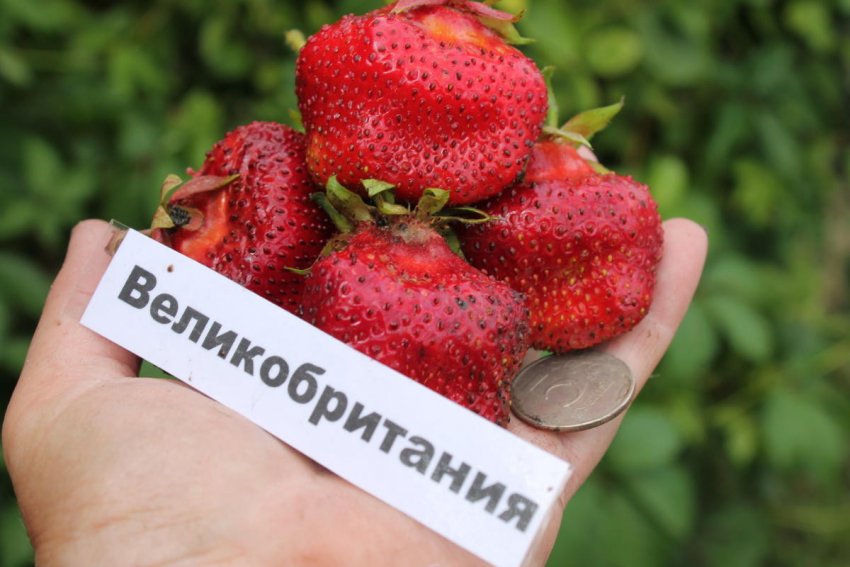 Полуниця Великобританія Полуниця Великобританія