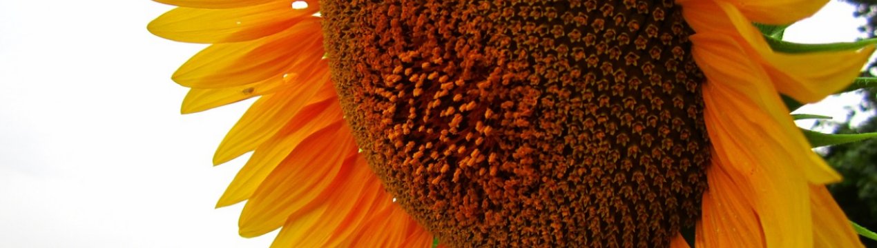 Погодні умови затримують посівну в Україні