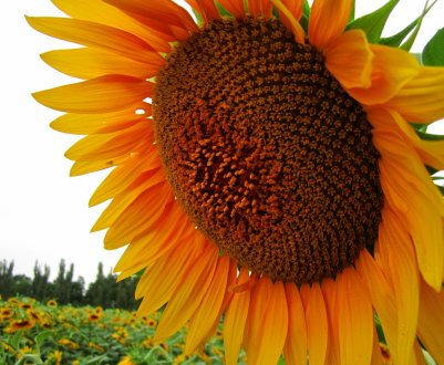 Погодні умови затримують посівну в Україні