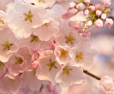 Моніліоз шкодить плодовим деревам західних і північних областей України