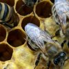 Характеристика породы пчел Карника