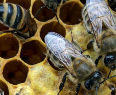 Яка бджола краще: карніка або карпатка