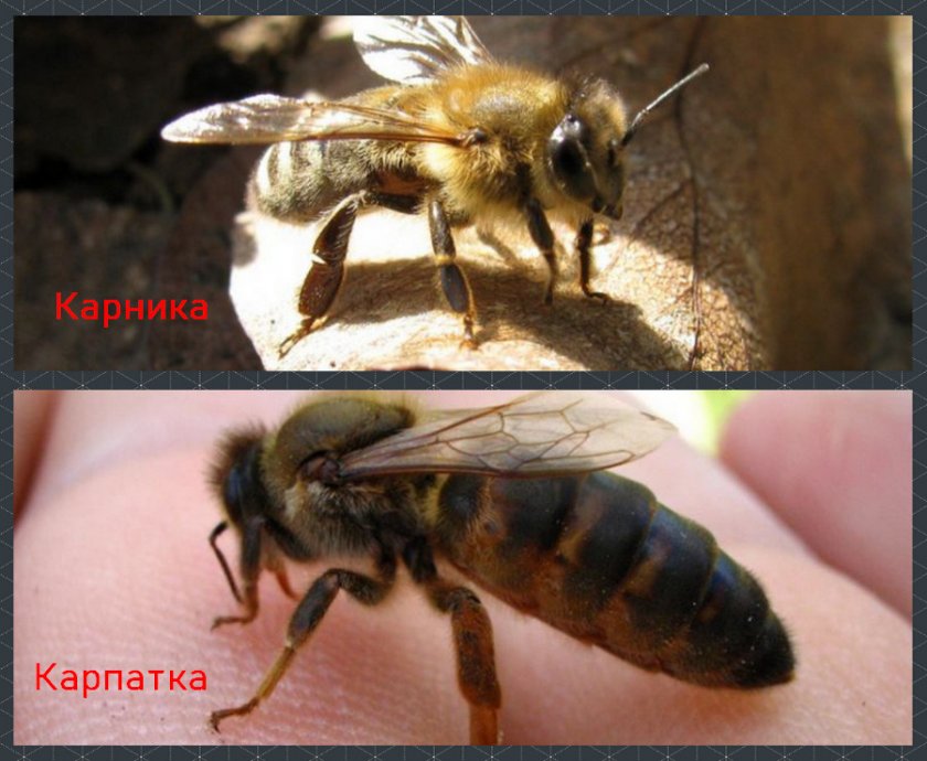 Пчёлы карника и карпатка