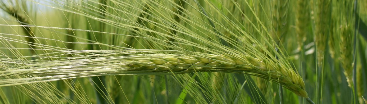Британська новинка — пшениця з високим вмістом заліза